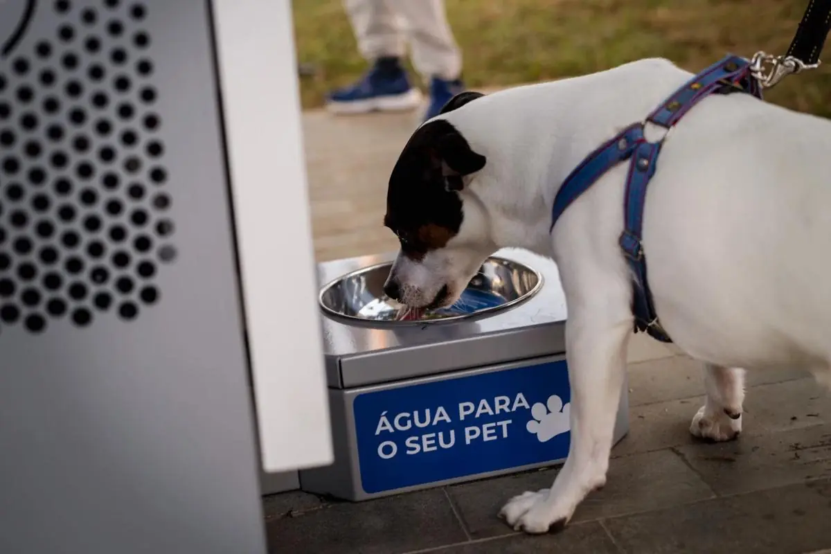 Cachorro bebendo água no bebedouro pet